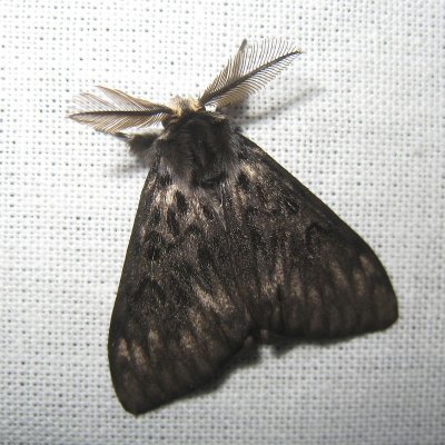 Nonvlinder - Lymantria  monacha