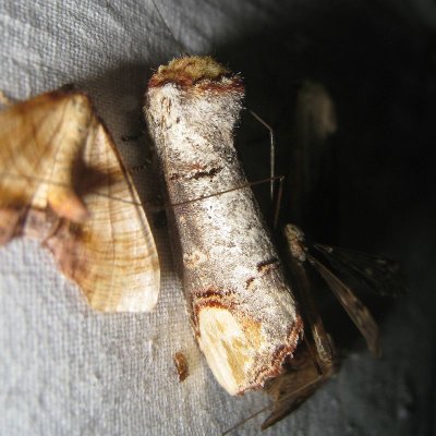 Wapendrager - Phalera bucephala