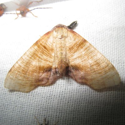Lindeknotsvlinder - Plagodis dolabraria