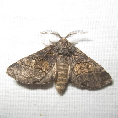 Populierentandvlinder - Gluphisia crenata