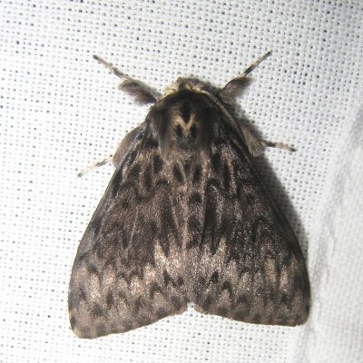 Nonvlinder - Lymantria monacha