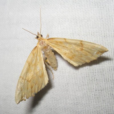 Gele agaatspanner - Gandaritis pyraliata