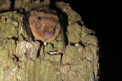 Gewone Dwergvleermuis - Pipistrellus pipistrellus