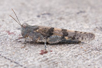 Kiezelsprinkhaan - Sphingonotus caerulans