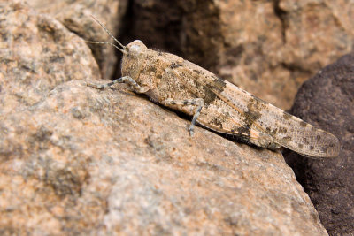 Kiezelsprinkhaan - Sphingonotus caerulans