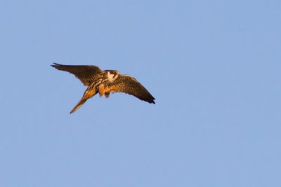 Eurasian Hobby - Falco subbuteo