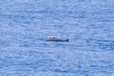 IMG_0329_cuviers beaked whale.jpg