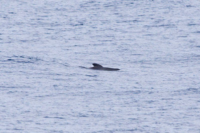 IMG_0446_long-finned pilot whale.jpg
