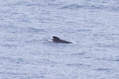 IMG_0470_long-finned pilot whale.jpg