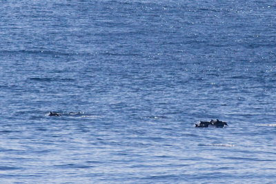 IMG_9922_striped dolphins.jpg