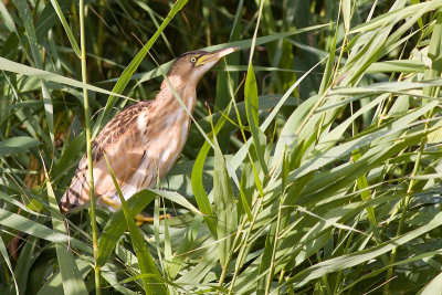 Little Bittern - Ixobrychus minutus
