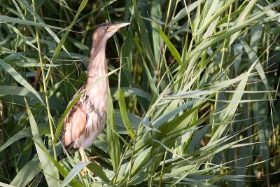 Little Bittern - Ixobrychus minutus