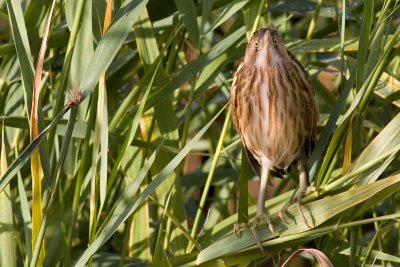 Little Bittern - Ixobrychus minutus