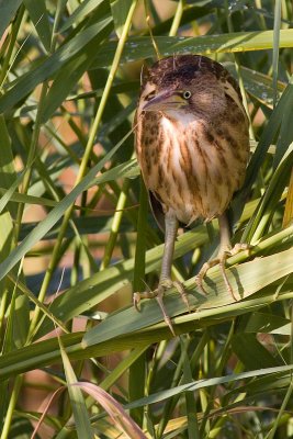 Little Bittern - Ixobrychus minutus