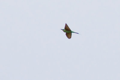 Blue-cheeked Bee-eater - Merops persicus