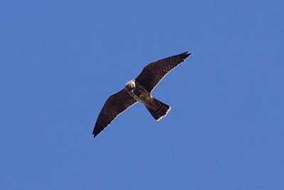 Eurasian Hobby - Falco subbuteo