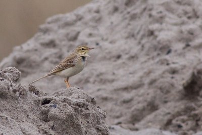 Tawny Pipit - Anthus campestris