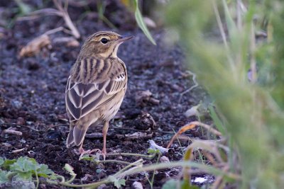 Tree Pipit - Anthus trivialis