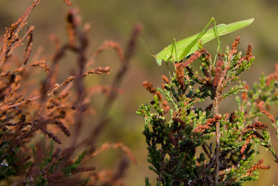 Sickle-bearing Bush-Cricket - Phaneroptera falcata