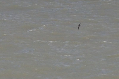 Sooty Shearwater - Puffinus griseus