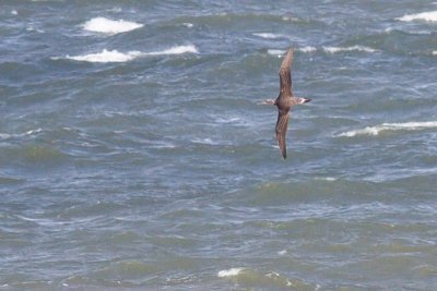 Northern Gannet - Morrus bassanus