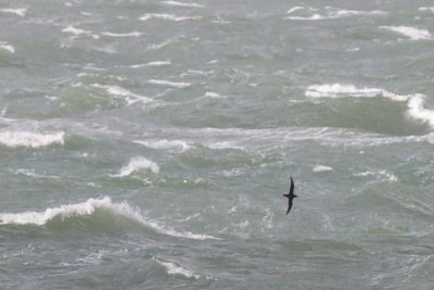 Sooty Shearwater - Puffinus griseus