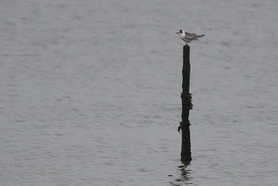 White-winged Black Tern - Chlidonias leucopterus