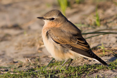 Northern Wheatear - Oenanthe oenanthe