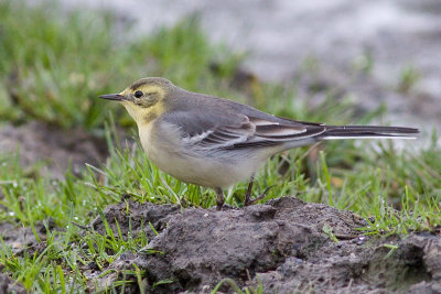 Citrine Wagtail - Motacilla citreola