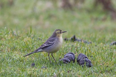 Citrine Wagtail - Motacilla citreola