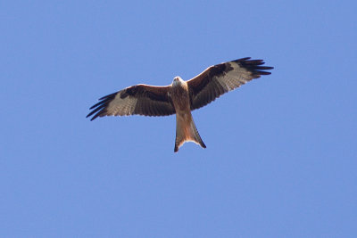 Red Kite - Milvus milvus