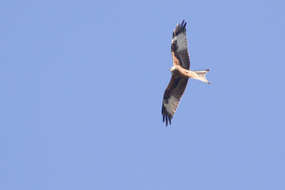 Red Kite - Milvus milvus