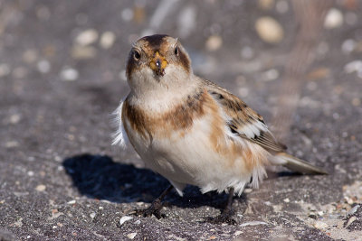 Snow Bunting - Plectrophenax nivalis