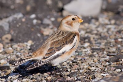 Snow Bunting - Plectrophenax nivalis