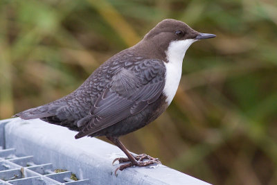 Dipper - Cinclus cinclus