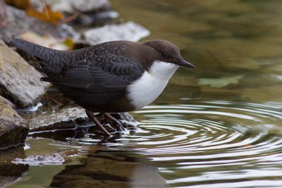 Dipper - Cinclus cinclus