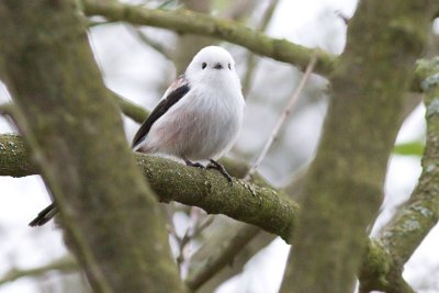 Long-tailed Tit - Aegithalos caudatus caudatus