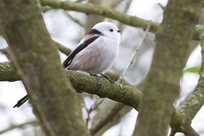 Long-tailed Tit - Aegithalos caudatus caudatus