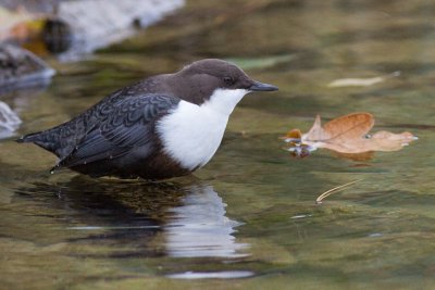 Dipper - Cinclus cinclus