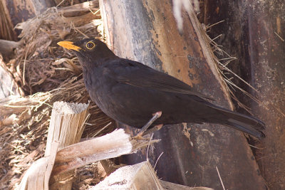 Blackbird - Turdus merula cabrerae