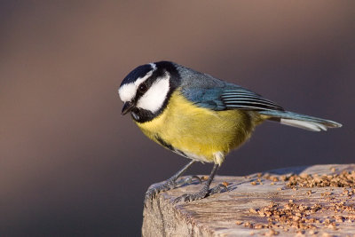 Tenerife Blue Tit - Cynanistes teneriffae