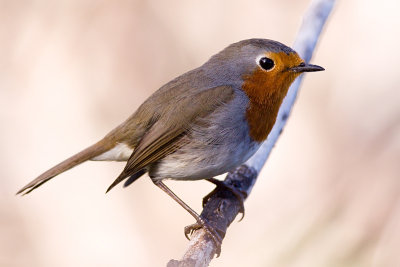 Tenerife Robin - Erythacus [rubecula] superbus