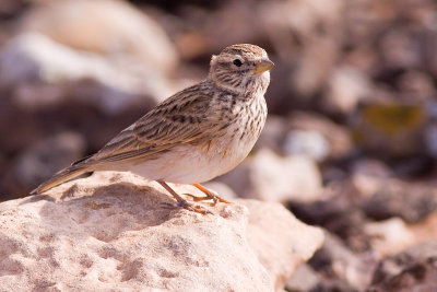 Lesser Short-toed Lark - Calandrella rufescens rufescens