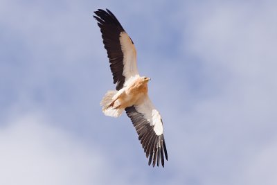 Egyptian Vulture - Neophron percnopterus