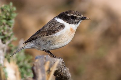 Fuerteventura Stonechat - Saxicola dacotiae