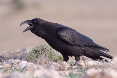 African Raven - Corvus [corax] tingitanus