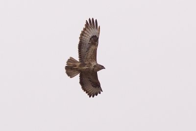 Canary Islands Buzzard - Buteo buteo insularum