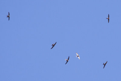 Plain Swifts - Apus unicolor