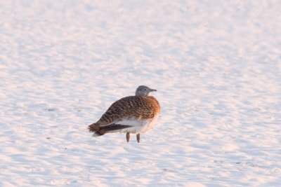 Great Bustard - Otis tarda