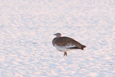 Great Bustard - Otis tarda